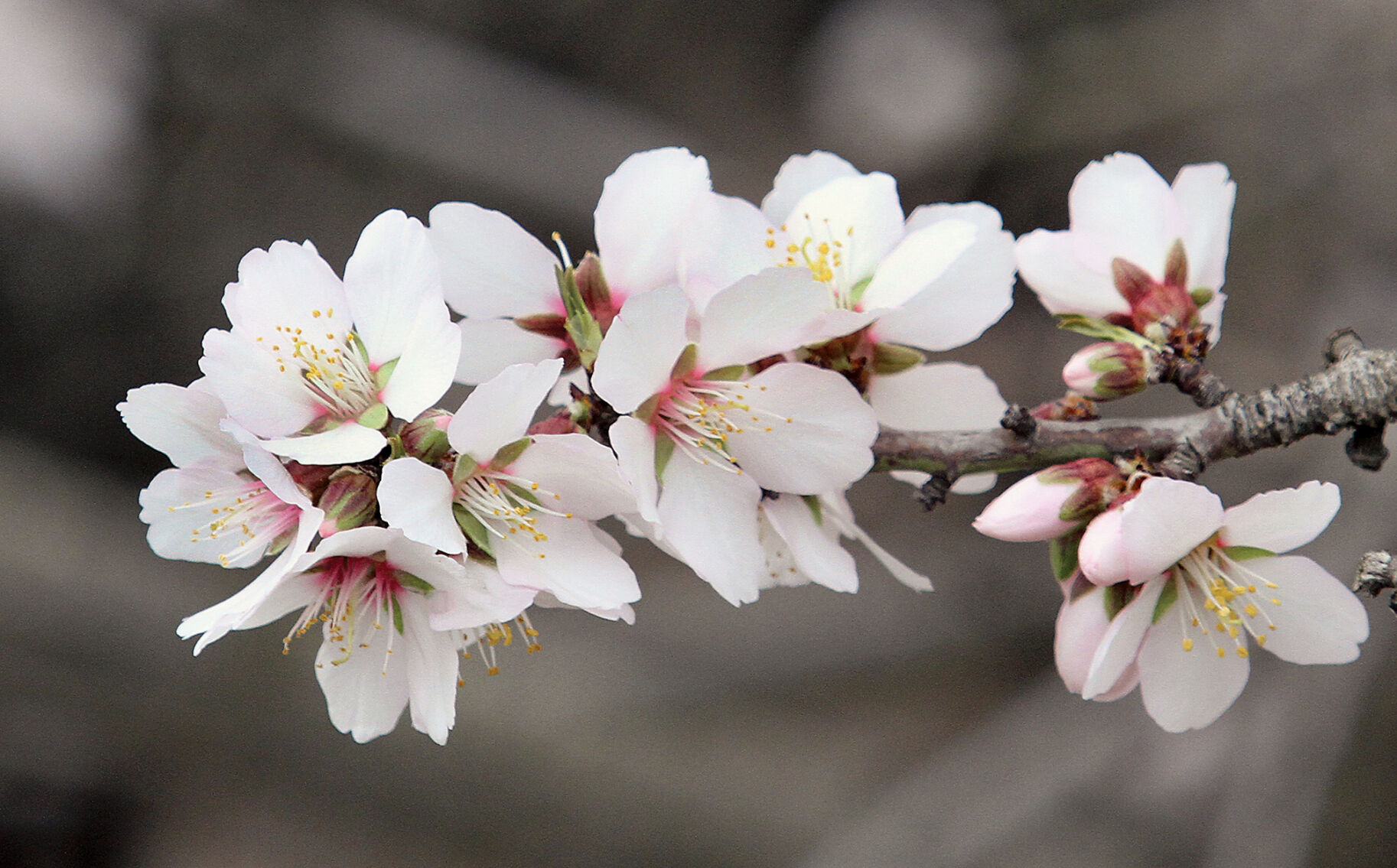 Almond trees in bloom